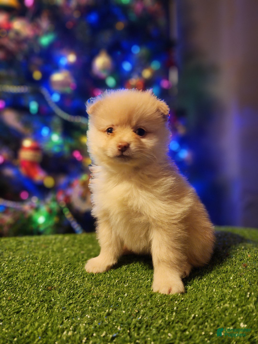 Pomeranian dogs for sale: Toby - Ad 13