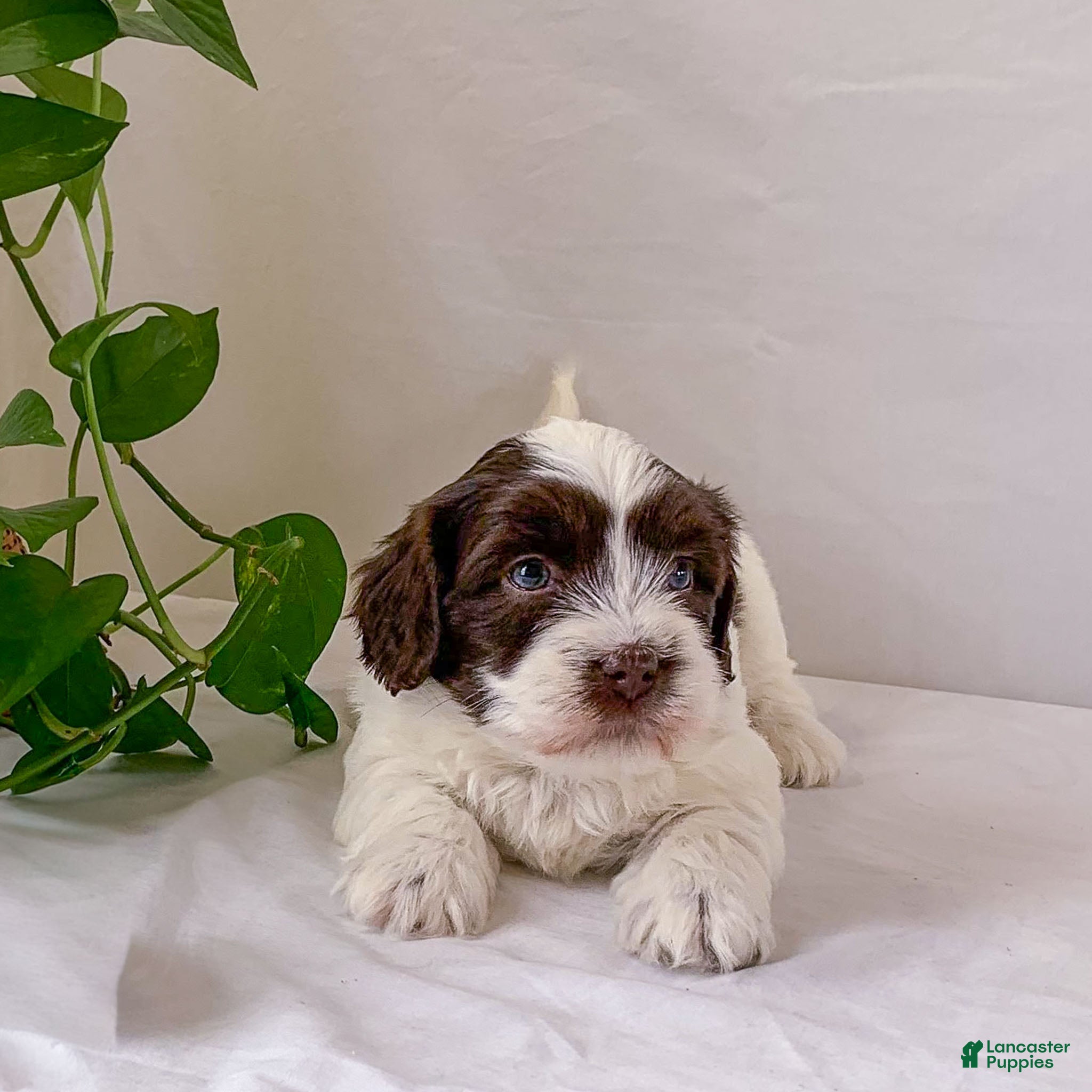 Havanese dogs Jake Havanese Puppy  - Ad 1