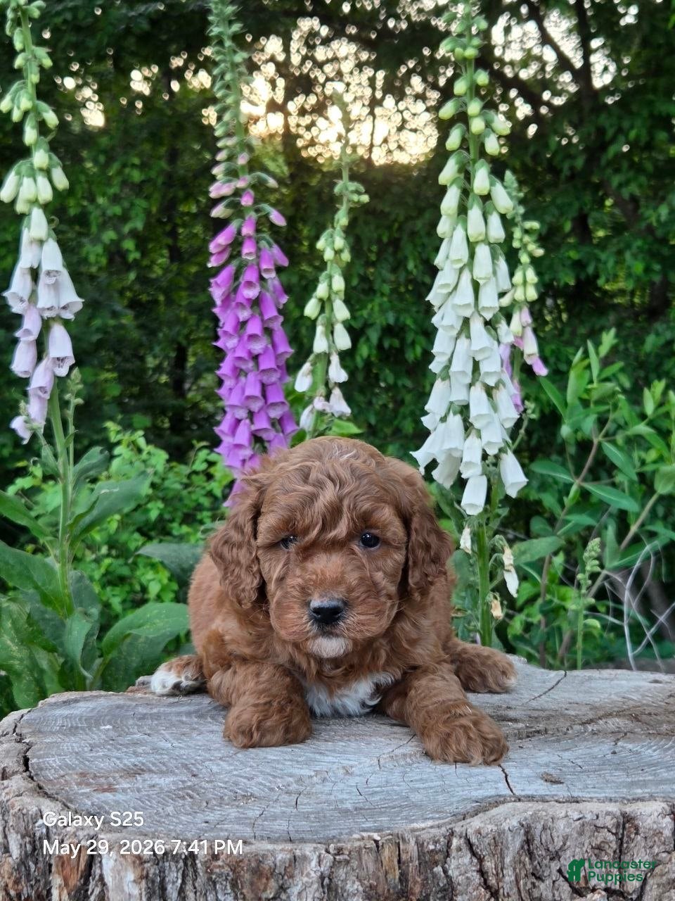 Mini Goldendoodle dogs Cuddles  - Ad 1