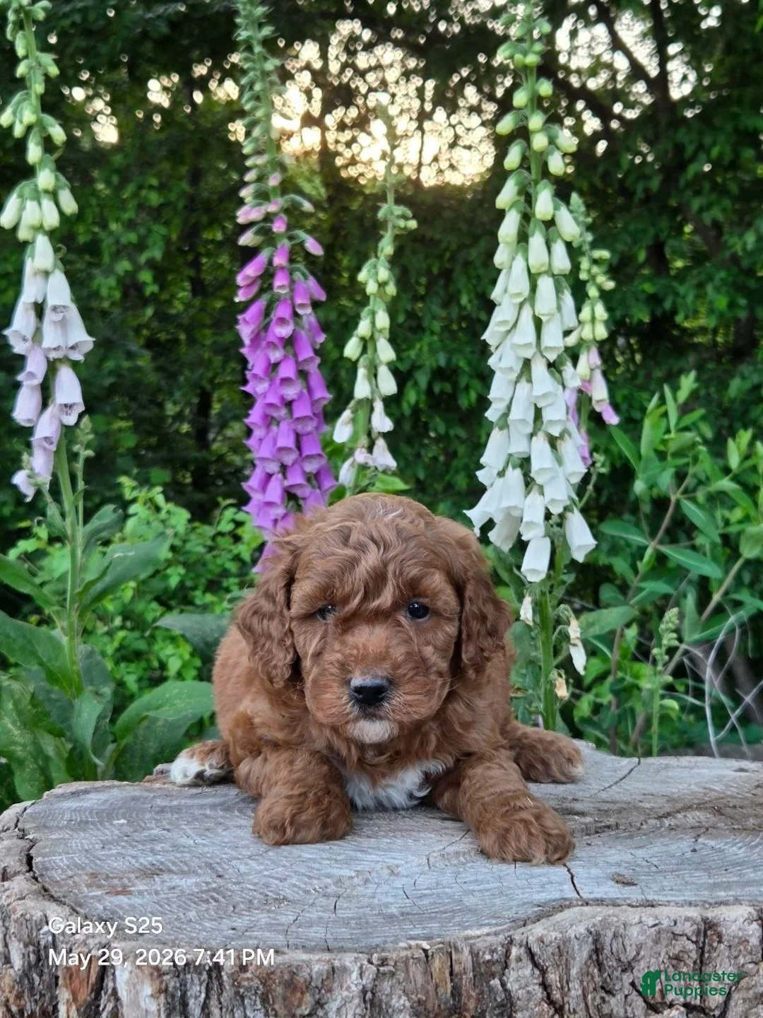Mini Goldendoodle dogs for sale: Cuddles  - Ad 1