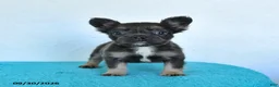 French Bulldog dogs for sale: Daisy - Ad 3