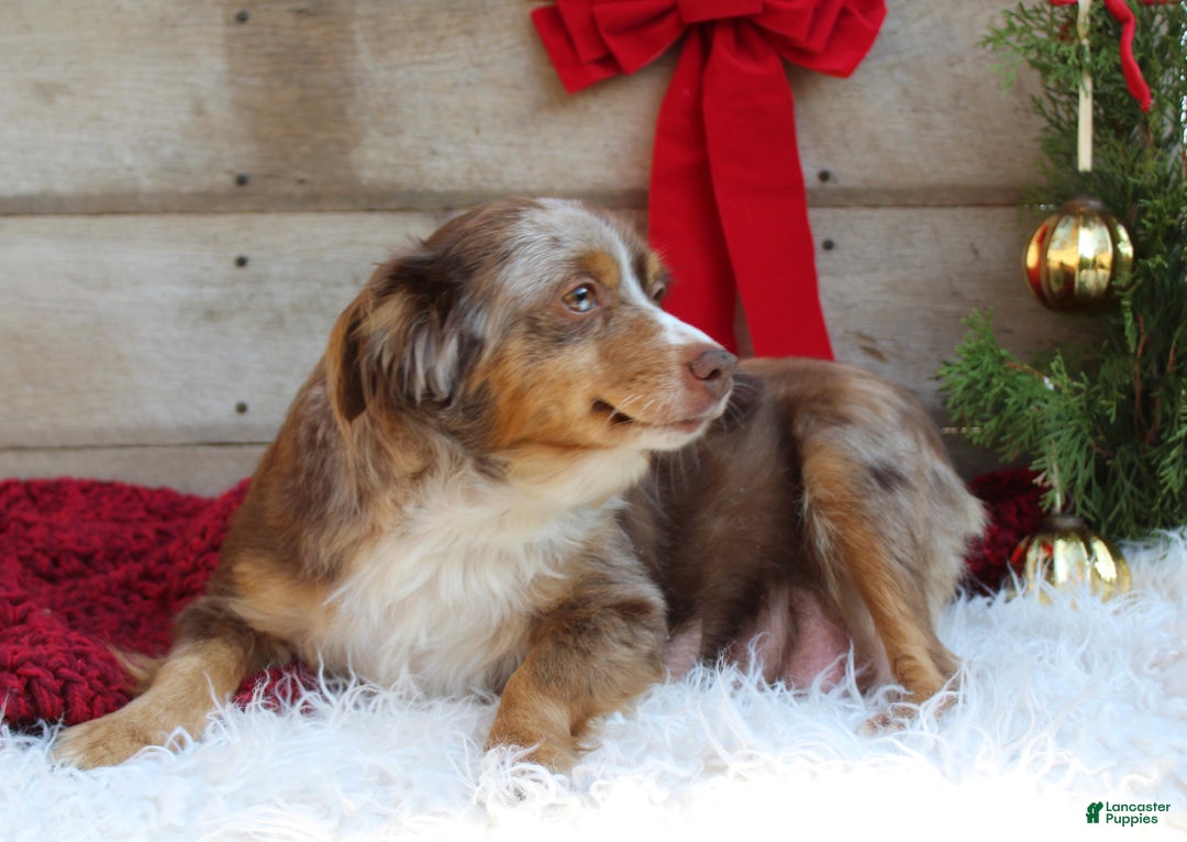 Miniature Australian Shepherd dogs for sale: Gracie  - Ad 9
