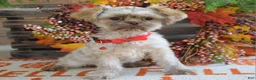 Shih Tzu dogs for sale: Riley - Ad 12