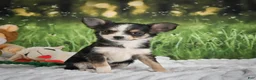 Chihuahua dogs for sale: Precious - Ad 5