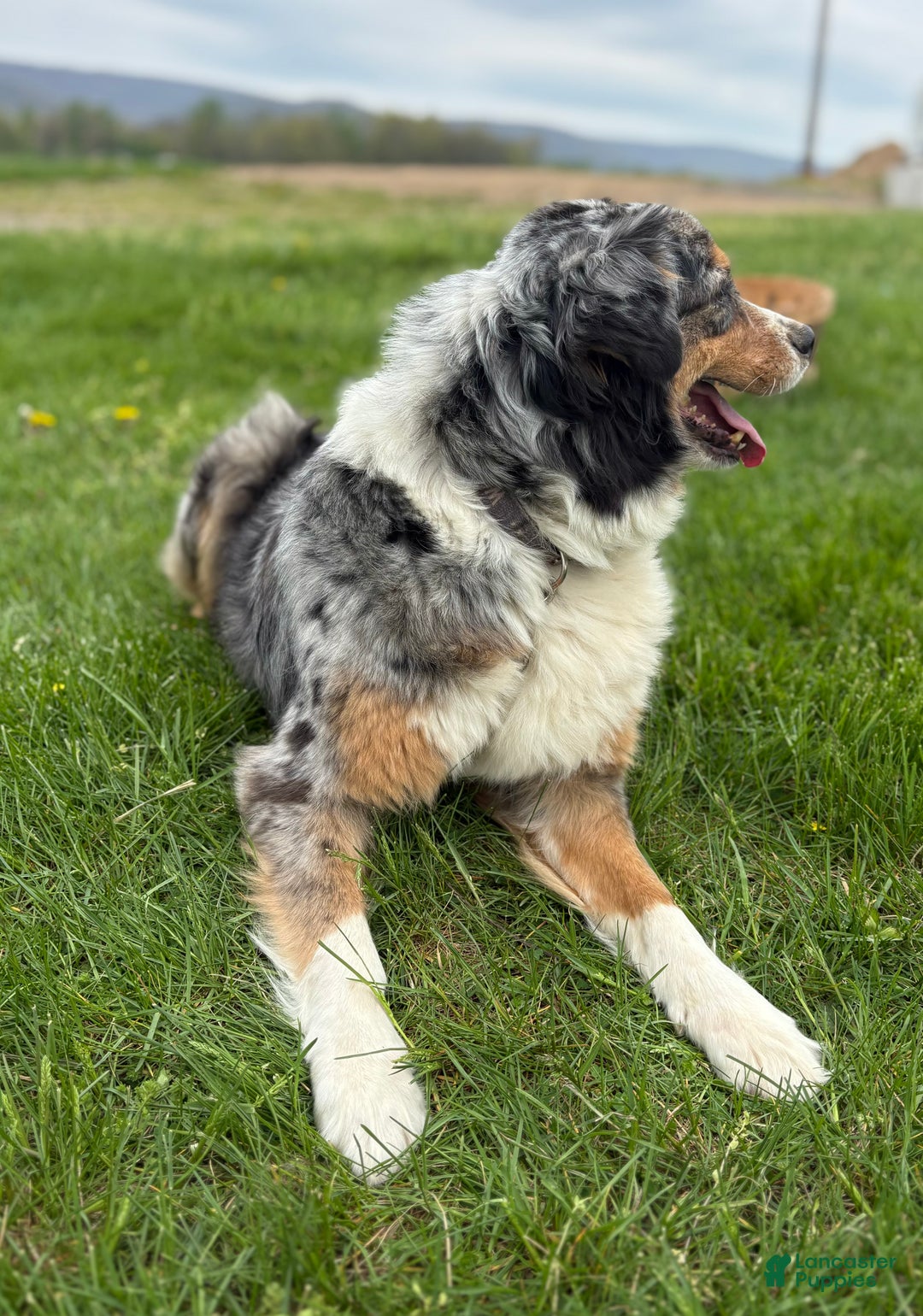 Australian Shepherd dogs for sale: Lincoln - Ad 6