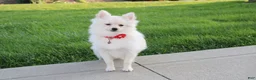 Pomeranian dogs for sale: Cooper  - Ad 10