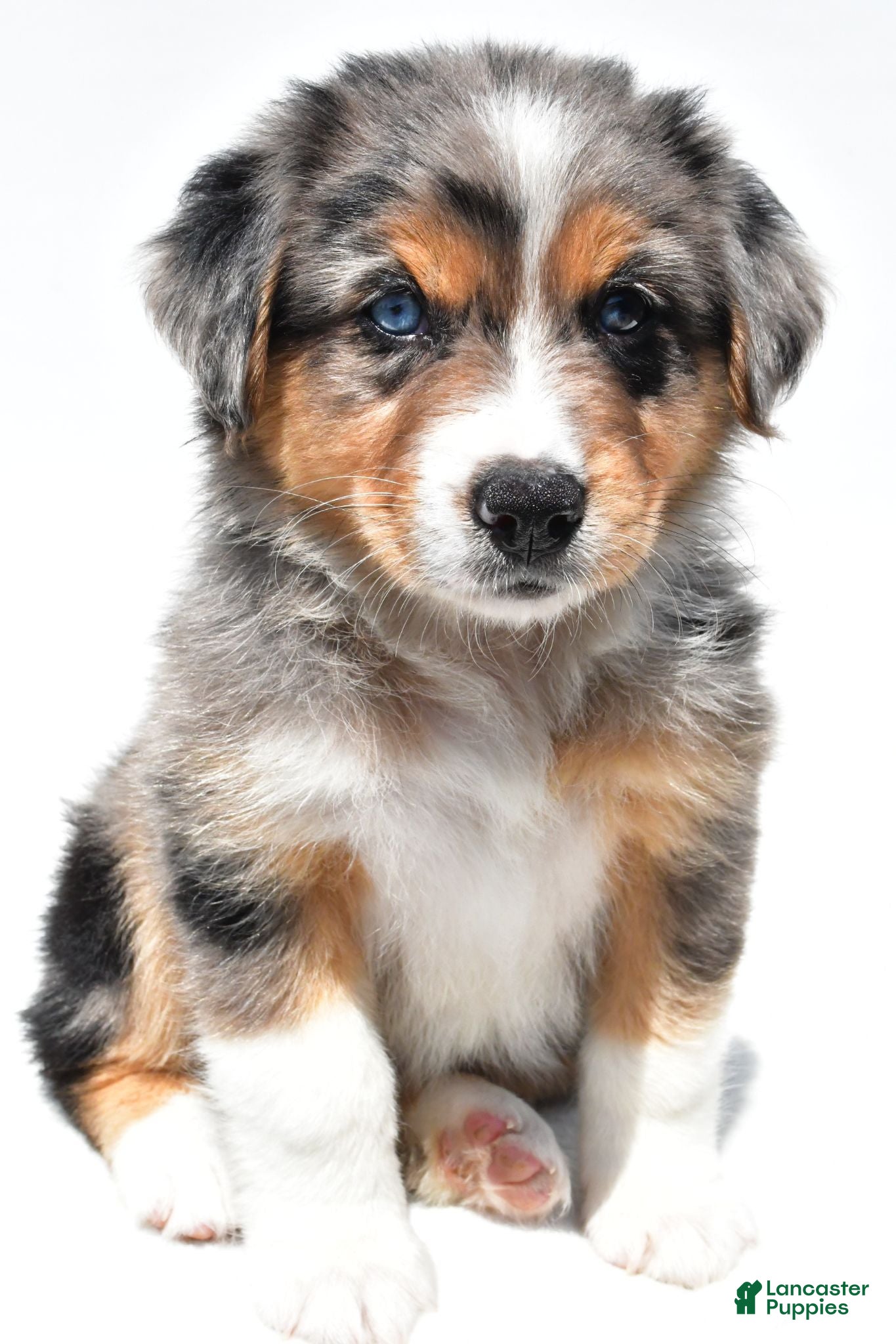 Australian Shepherd dogs Connie - Ad 2