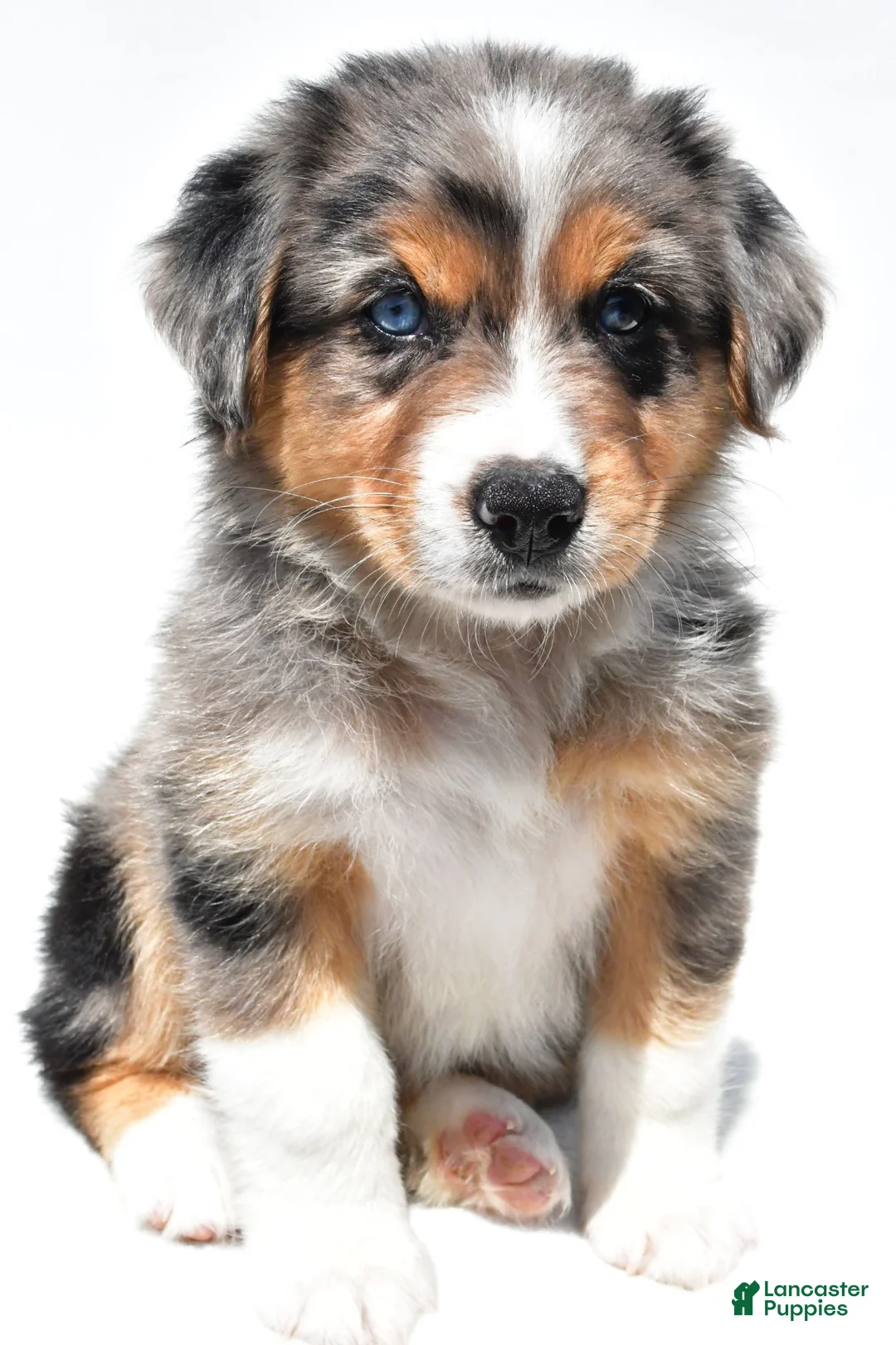 Australian Shepherd dogs for sale: Connie - Ad 2