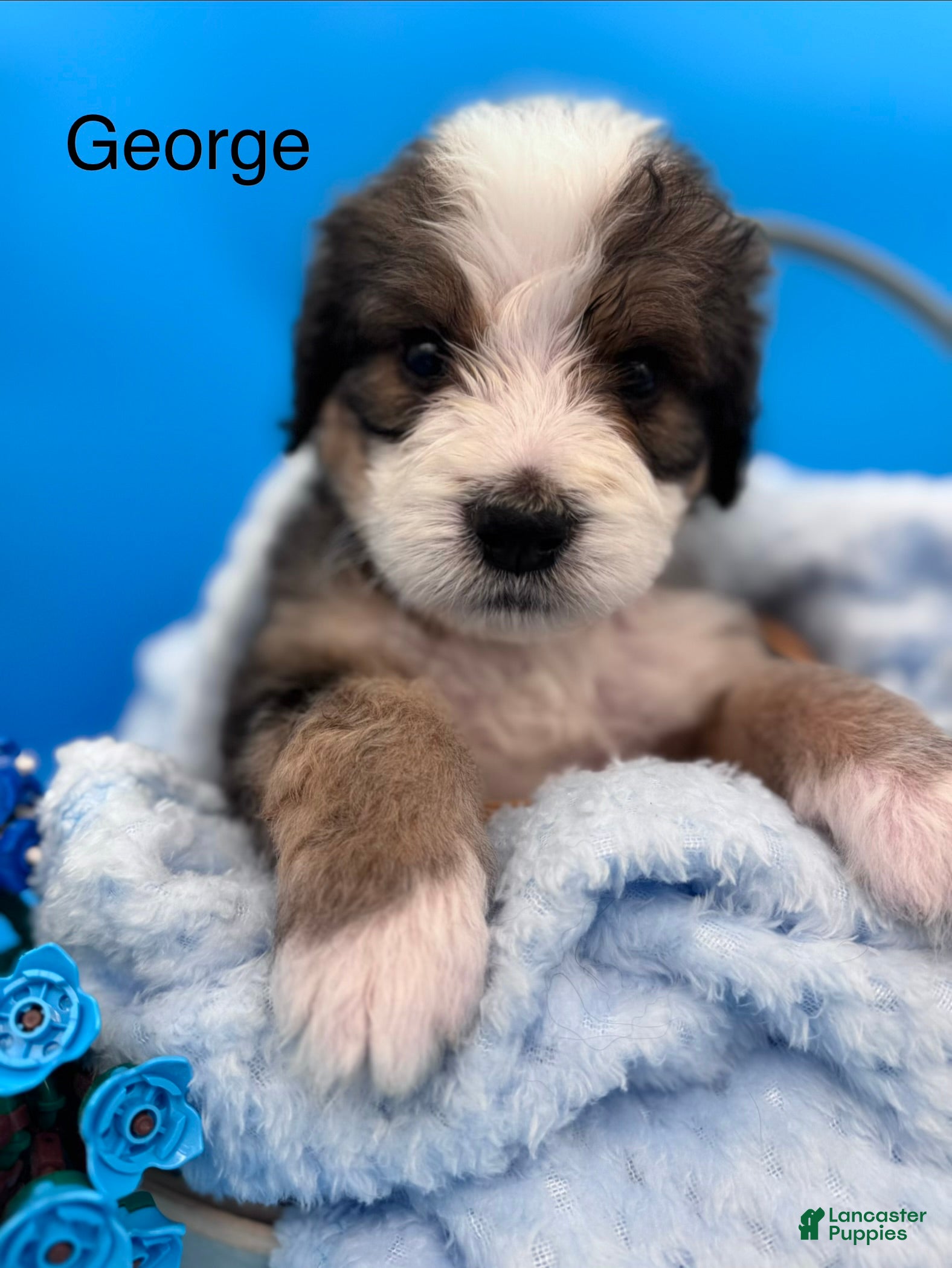 Bernedoodle dogs for sale: Bernedoodle Puppy 5 - Ad 2