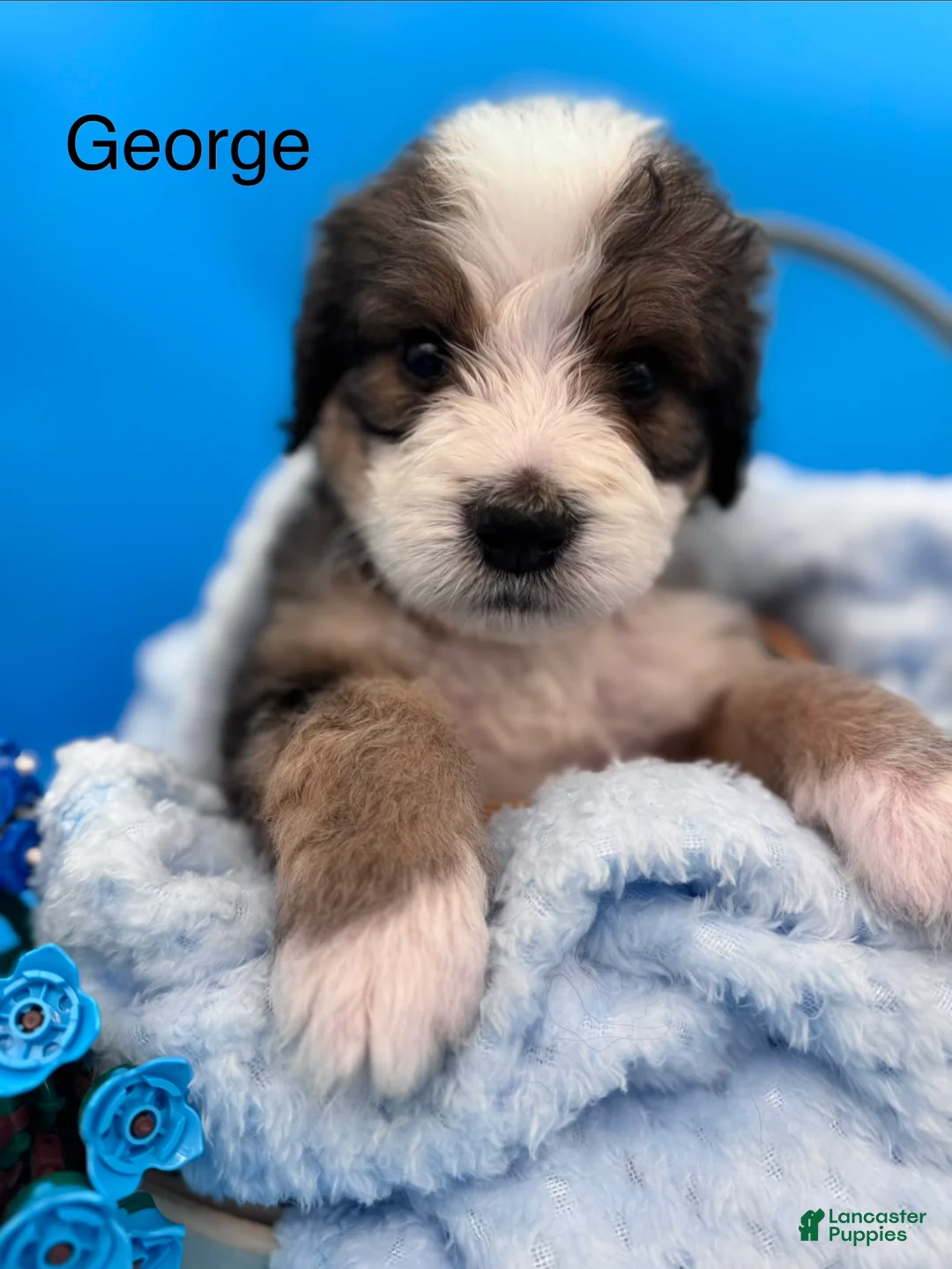 Bernedoodle dogs for sale: Bernedoodle Puppy 5 - Ad 1