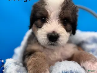 Bernedoodle dogs for sale: Bernedoodle Puppy 5 - Ad 2