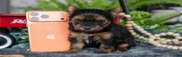 Yorkshire Terrier dogs for sale: Chanel - Ad 3