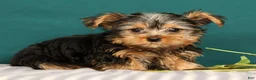 Yorkshire Terrier dogs for sale: Rebecca - Ad 5