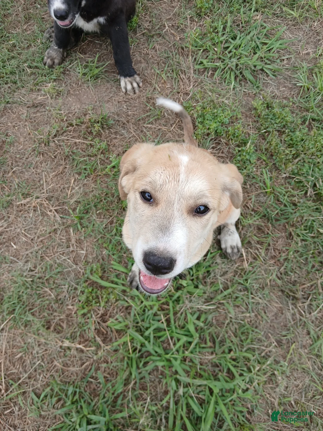 Mixed Breed dogs for sale: SQUIRREL  - Ad 1