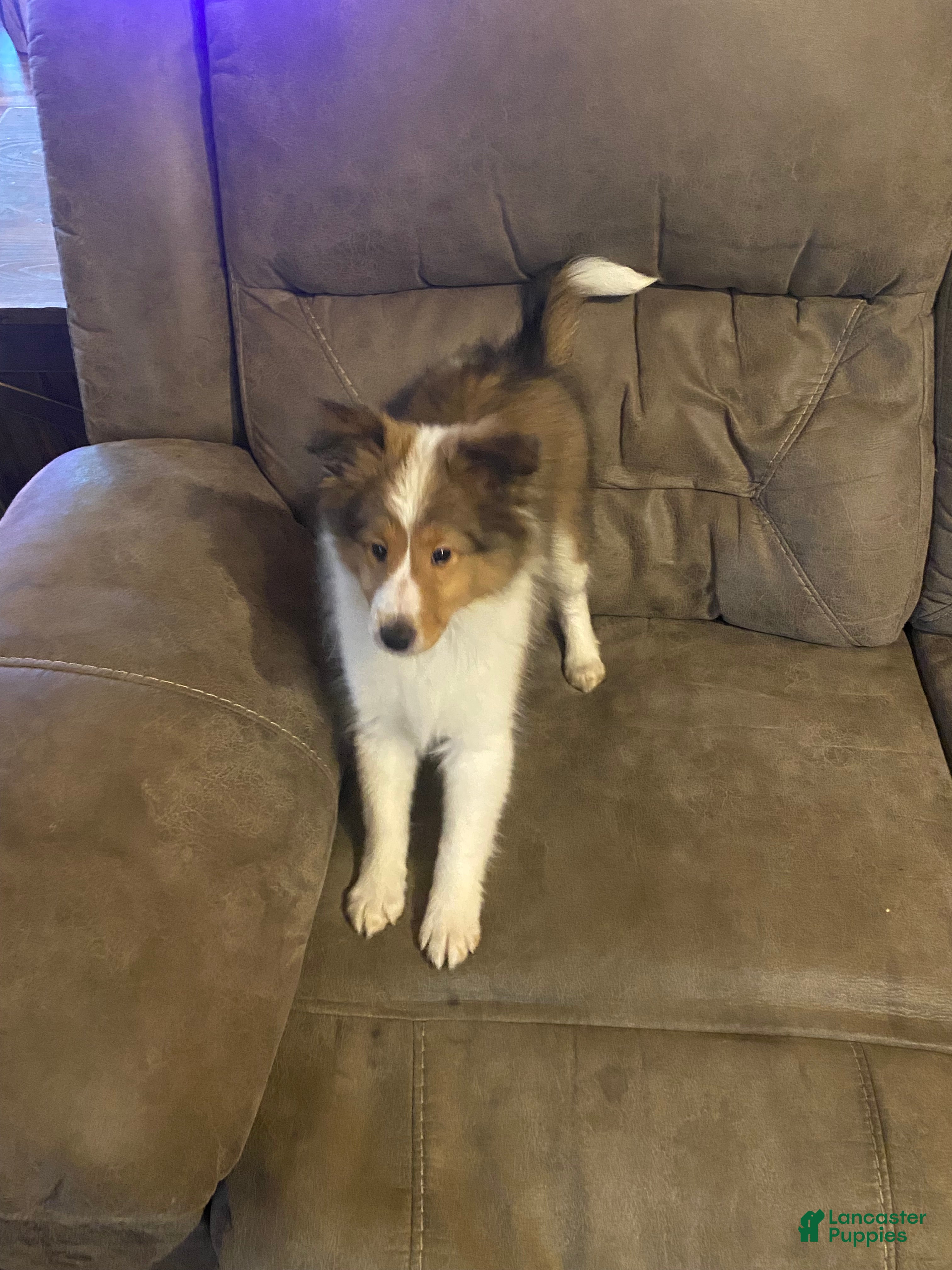 Shetland Sheepdog dogs Shetland Sheepdog Puppy 1 - Ad 2