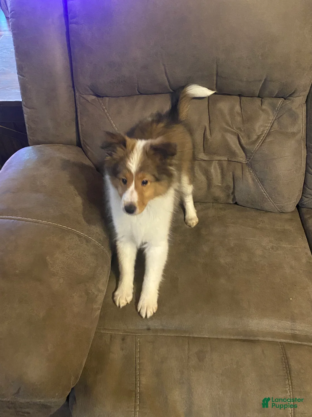 Shetland Sheepdog dogs for sale: Shetland Sheepdog Puppy 1 - Ad 2