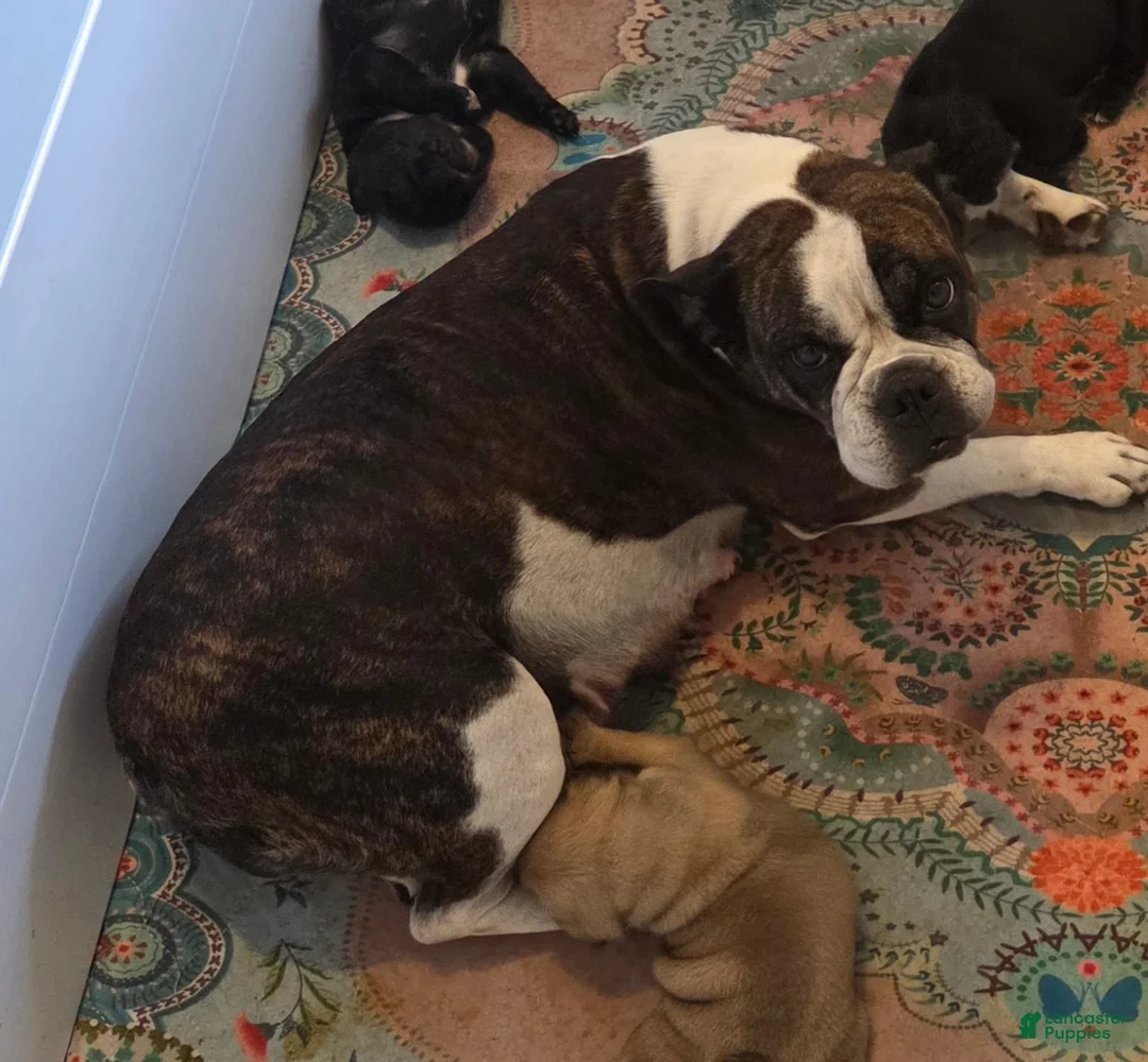 Mixed Breed dogs for sale: Millie - Ad 8
