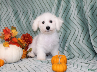 Bichon Frise dogs - Ad 11