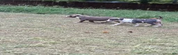 American Bully dogs for sale: Beauty - Ad 9
