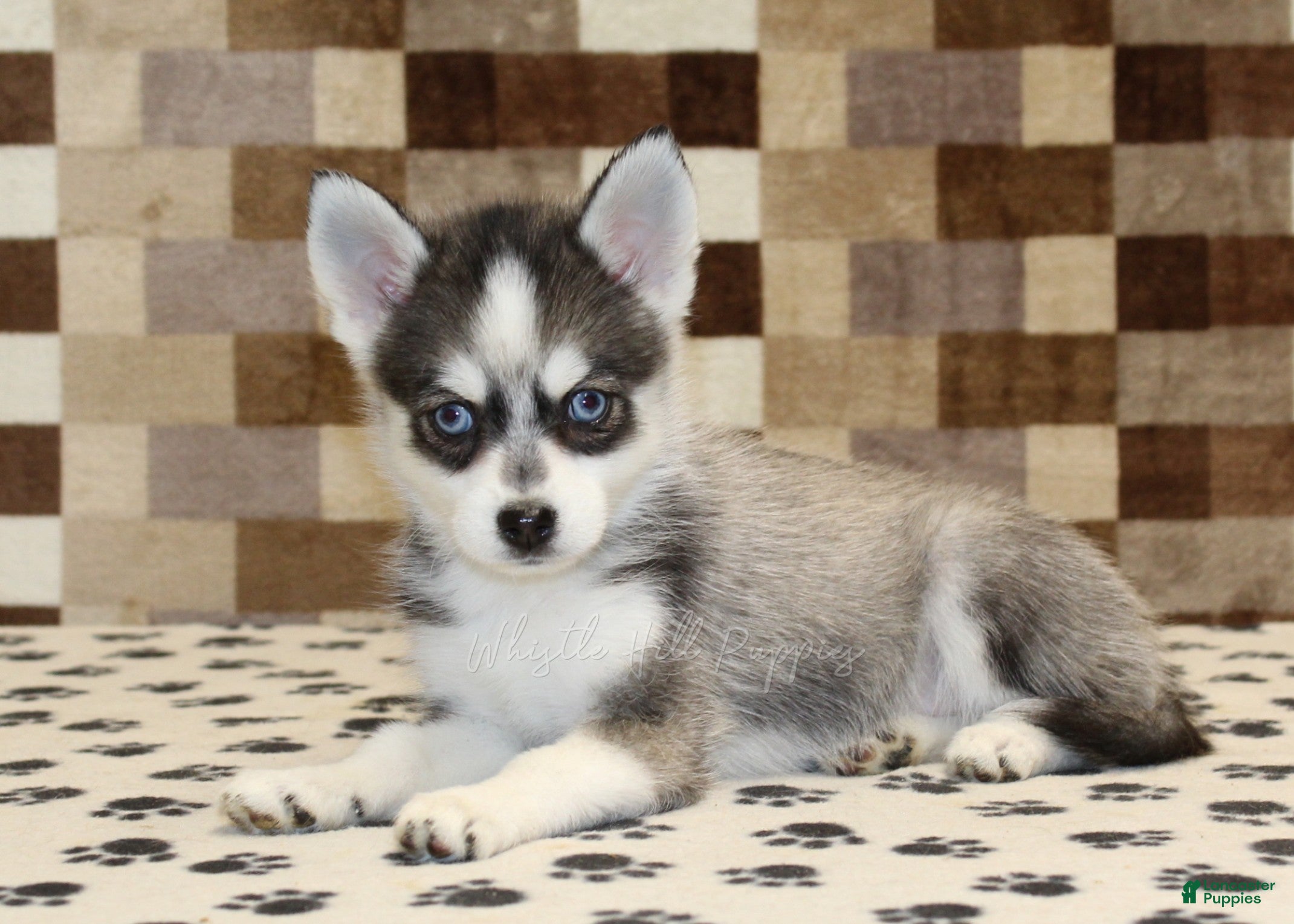 Pomsky dogs Jewel - Ad 2