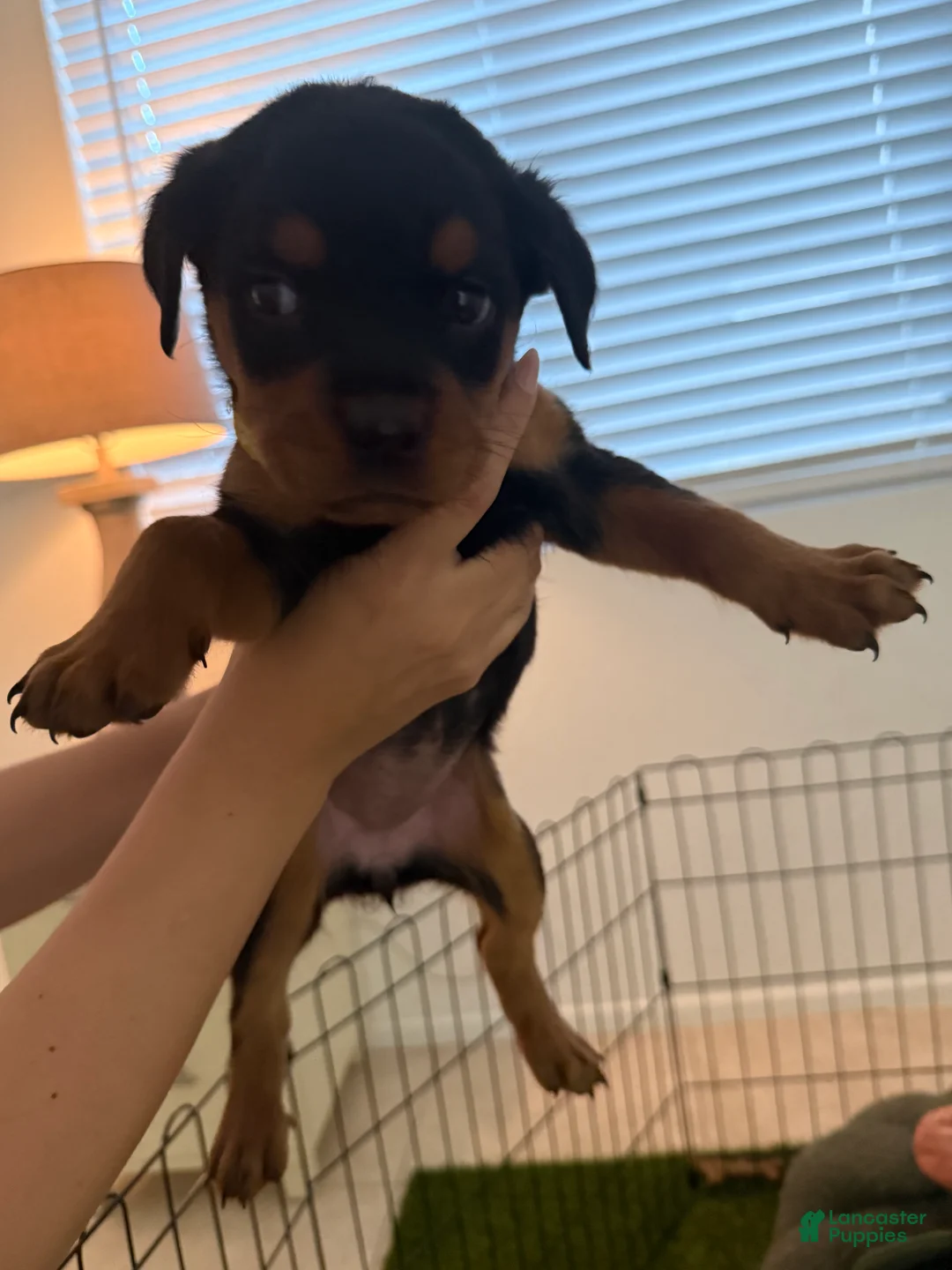 Rottweiler dogs for sale: Rottweiler yellow - Ad 1