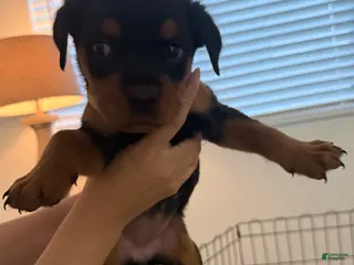 Rottweiler dogs Rottweiler yellow - Ad 10