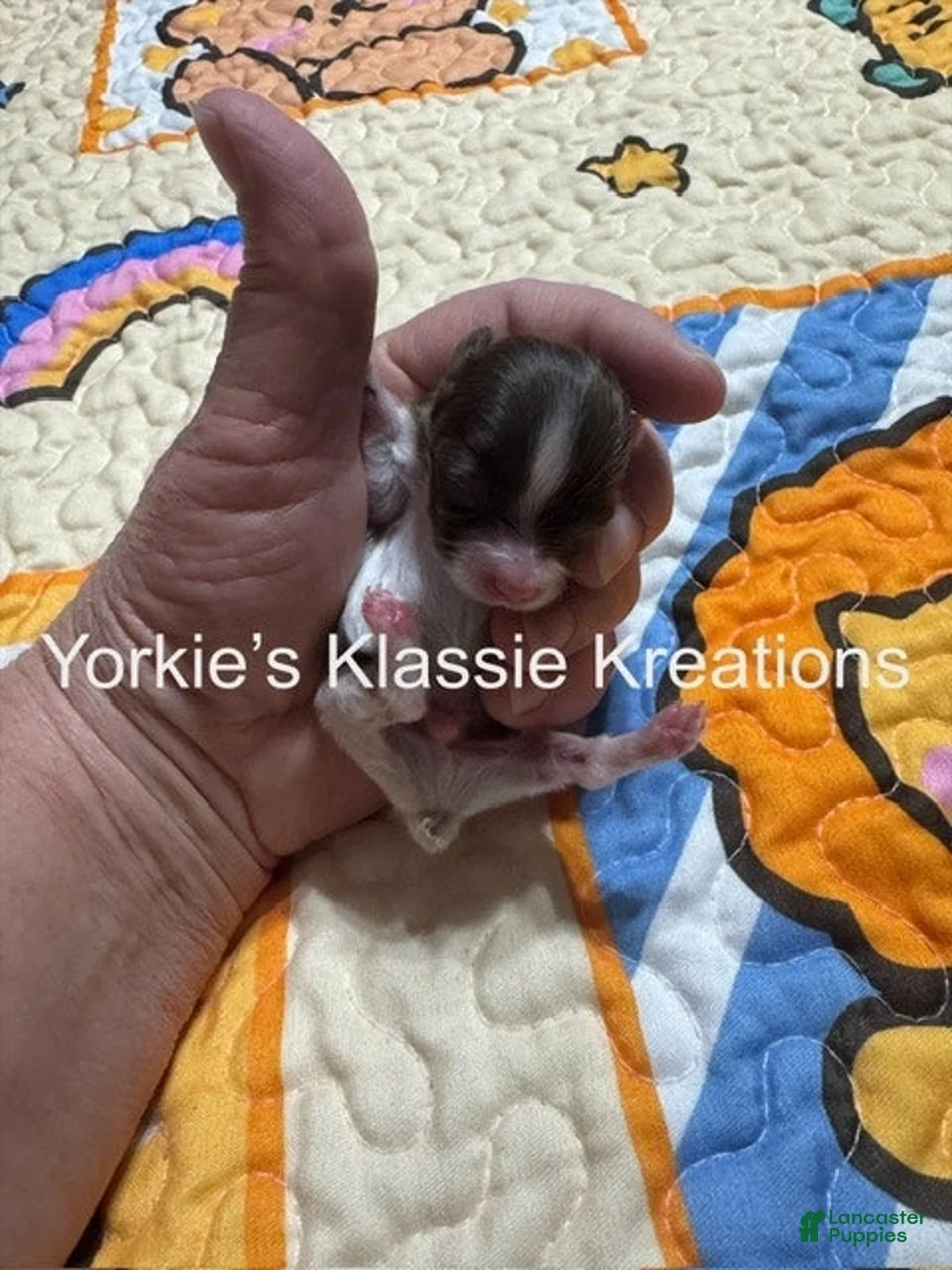 Yorkshire Terrier dogs for sale: KANE - Ad 3