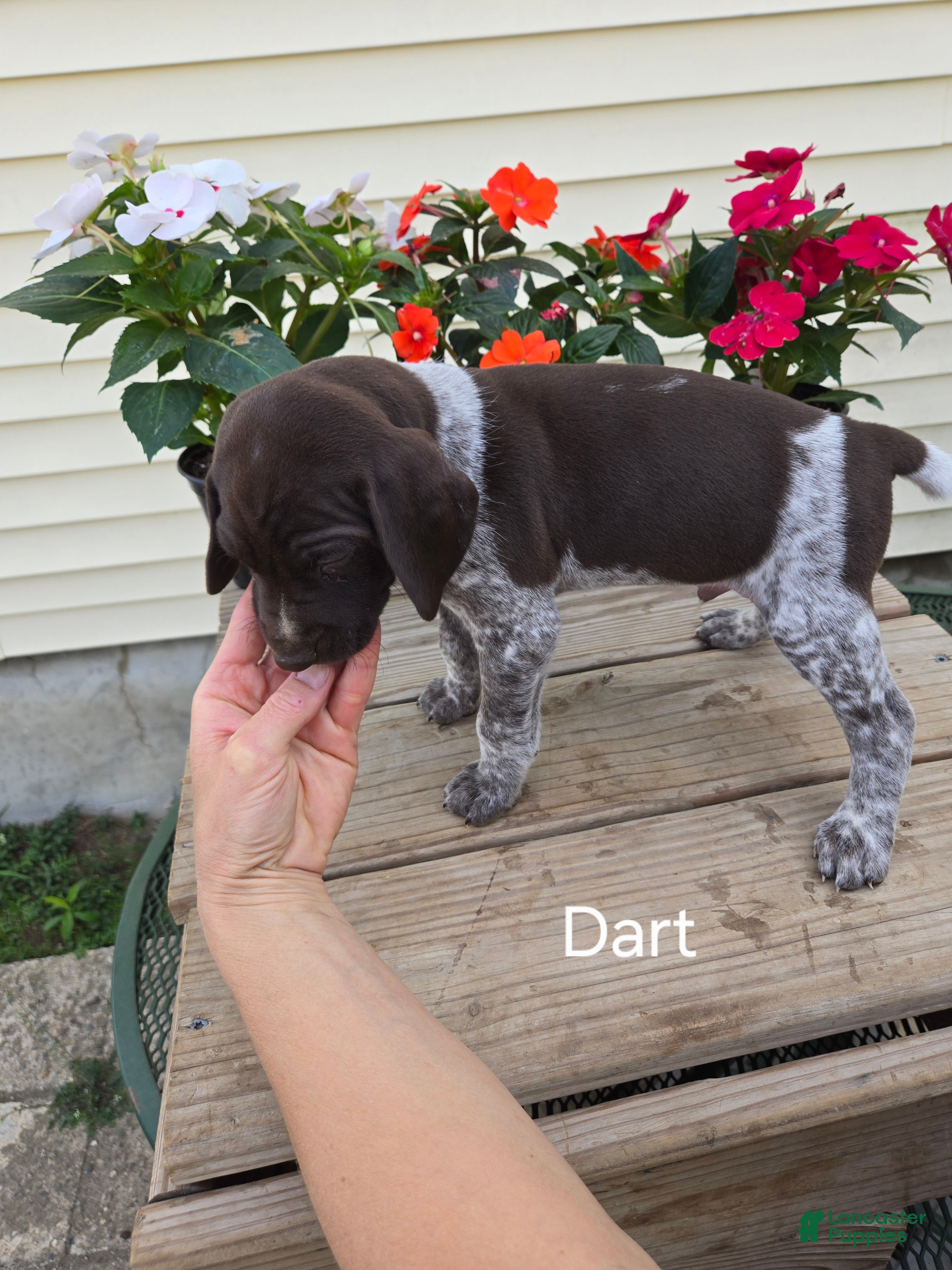 German Shorthaired Pointer dogs Dart - Ad 2