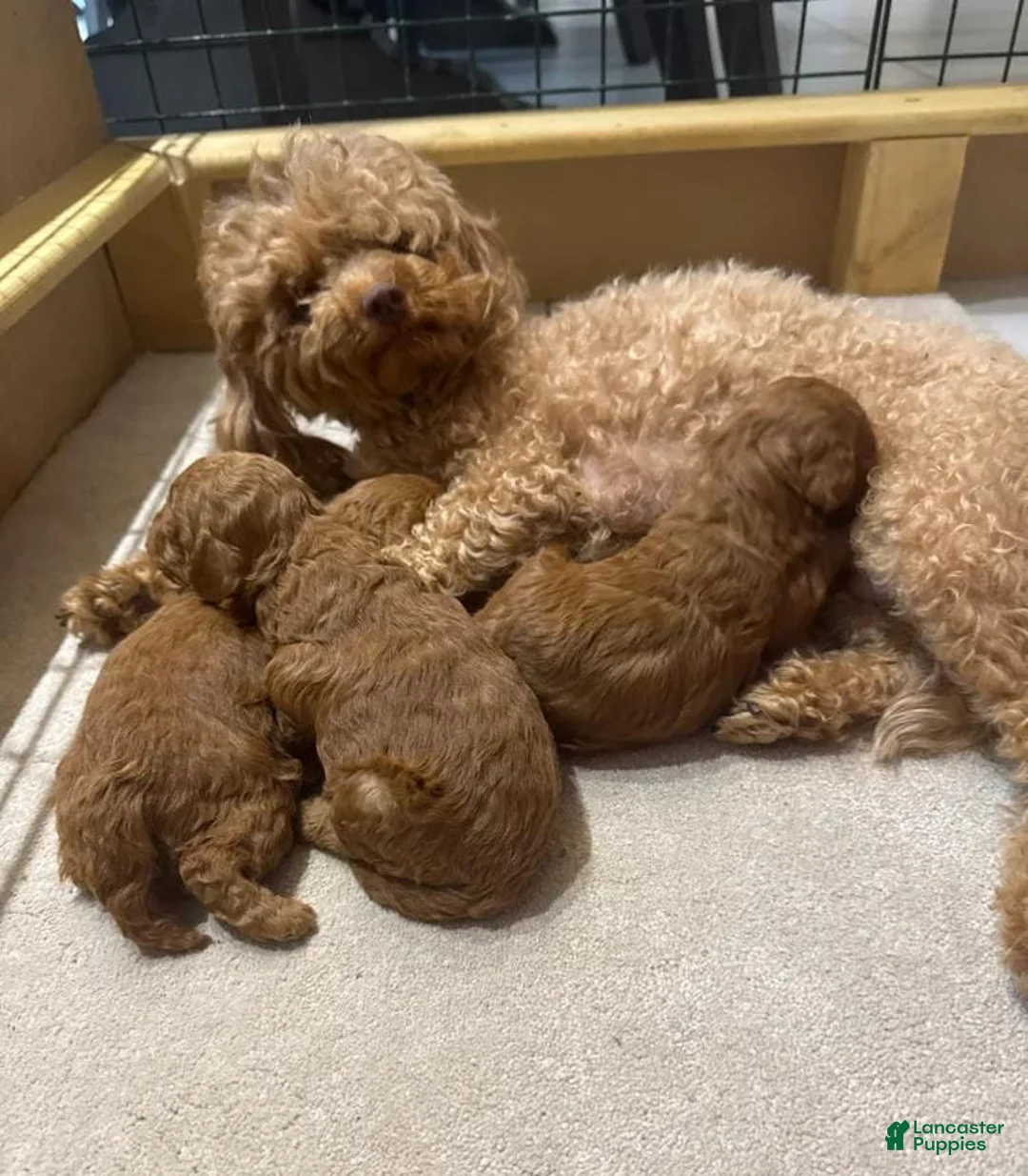 Maltipoo dogs for sale: Maya - Ad 2