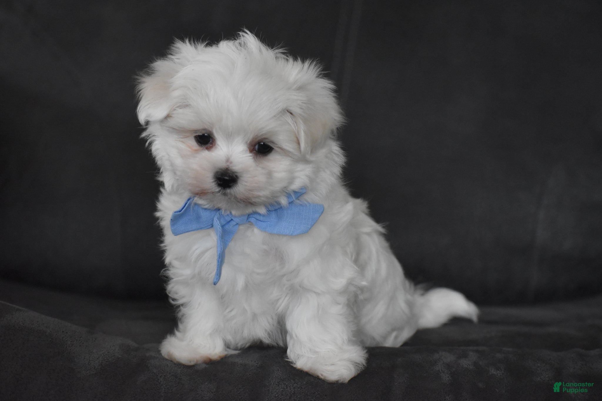 Maltese dogs Aiden - Ad 1