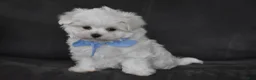 Maltese dogs for sale: Aiden - Ad 3