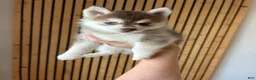 Pomsky dogs for sale: Poppy Teacup/Micro Pomsky - Ad 6