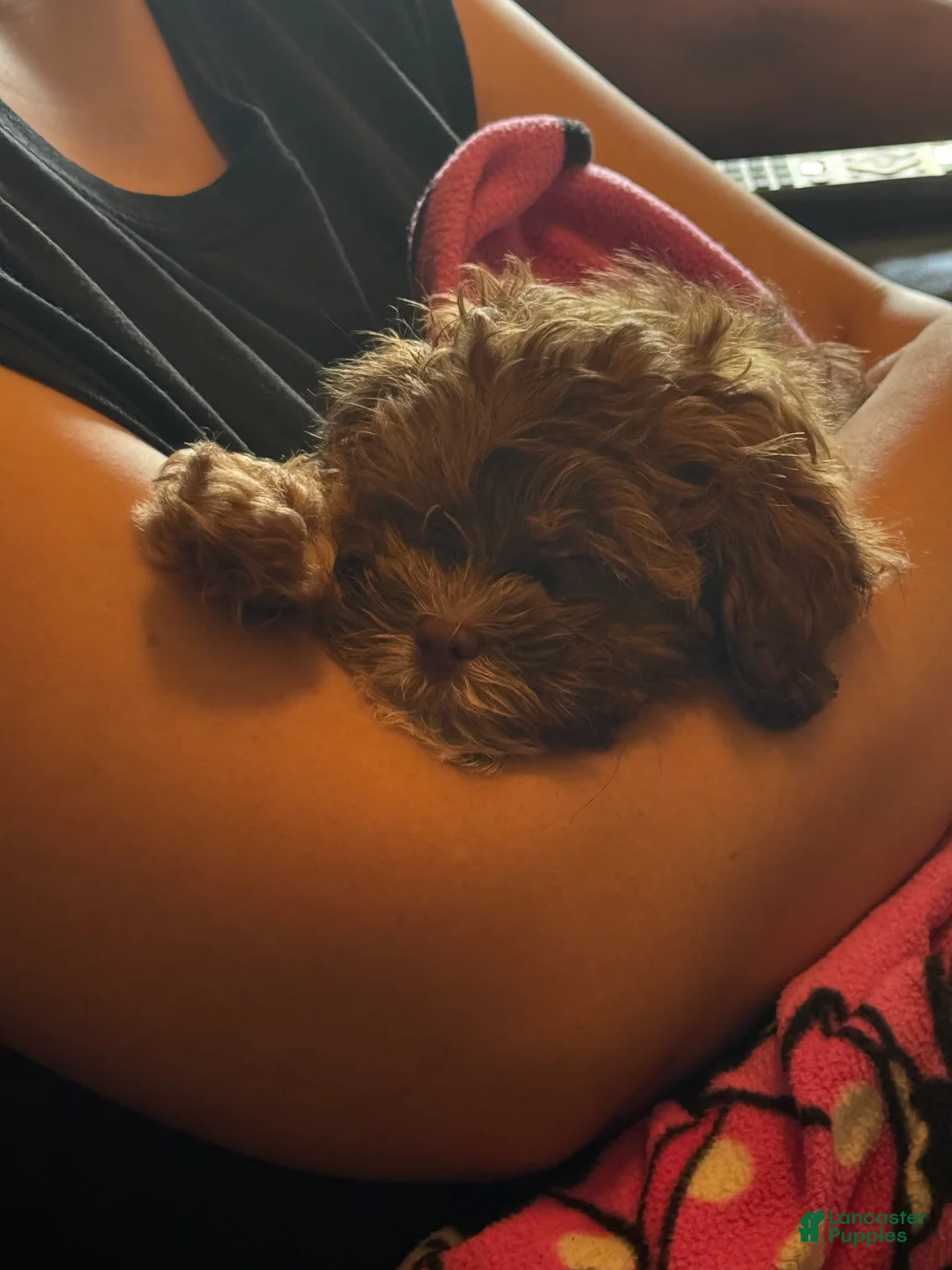 Shihpoo dogs for sale: Shihpoo Puppy 1 - Ad 2