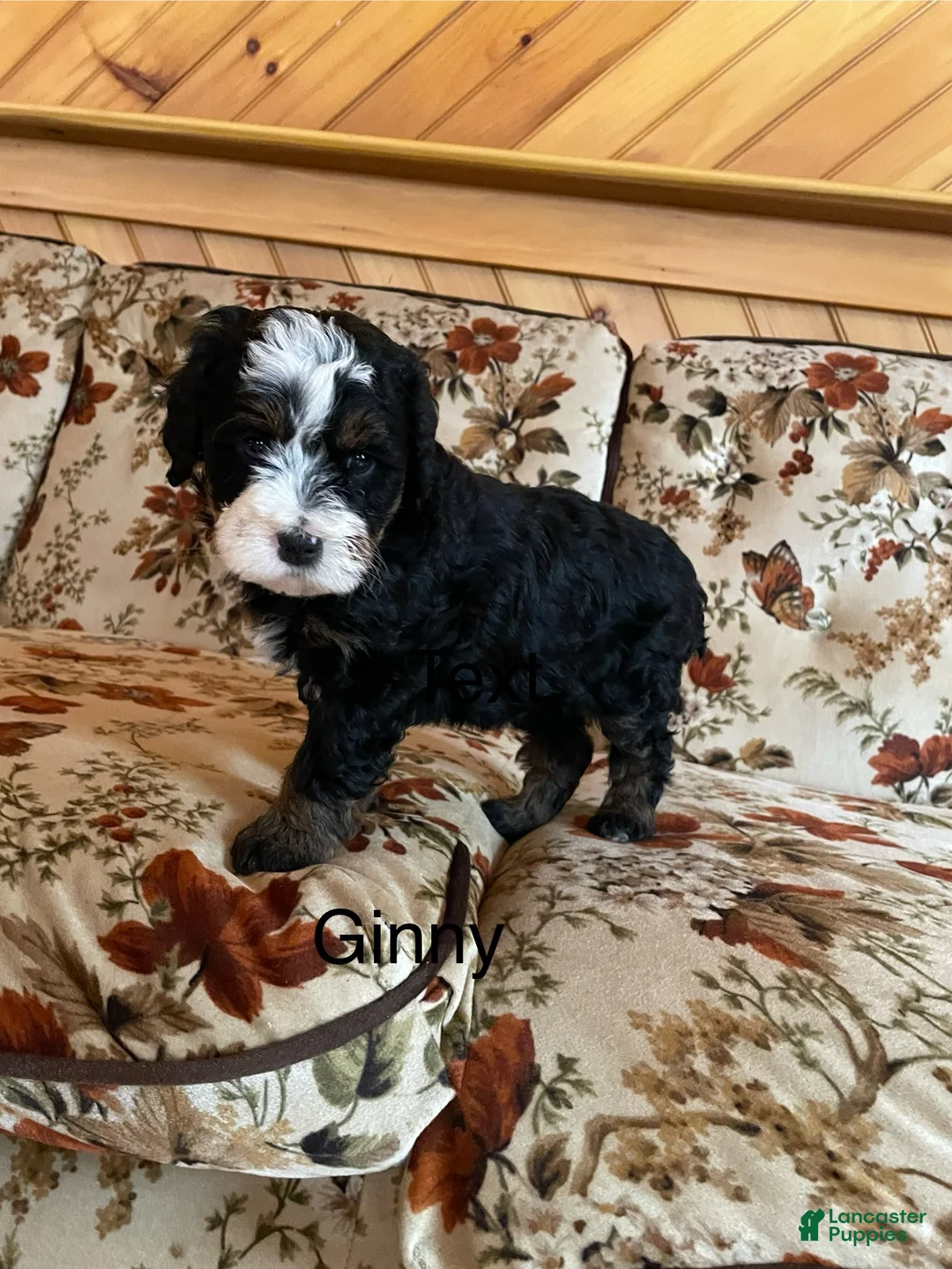 Mini Bernedoodle dogs for sale: Mini Bernedoodle Puppy 4 - Ad 1