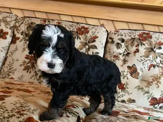 Mini Bernedoodle dogs Mini Bernedoodle Puppy 4 - Ad 23