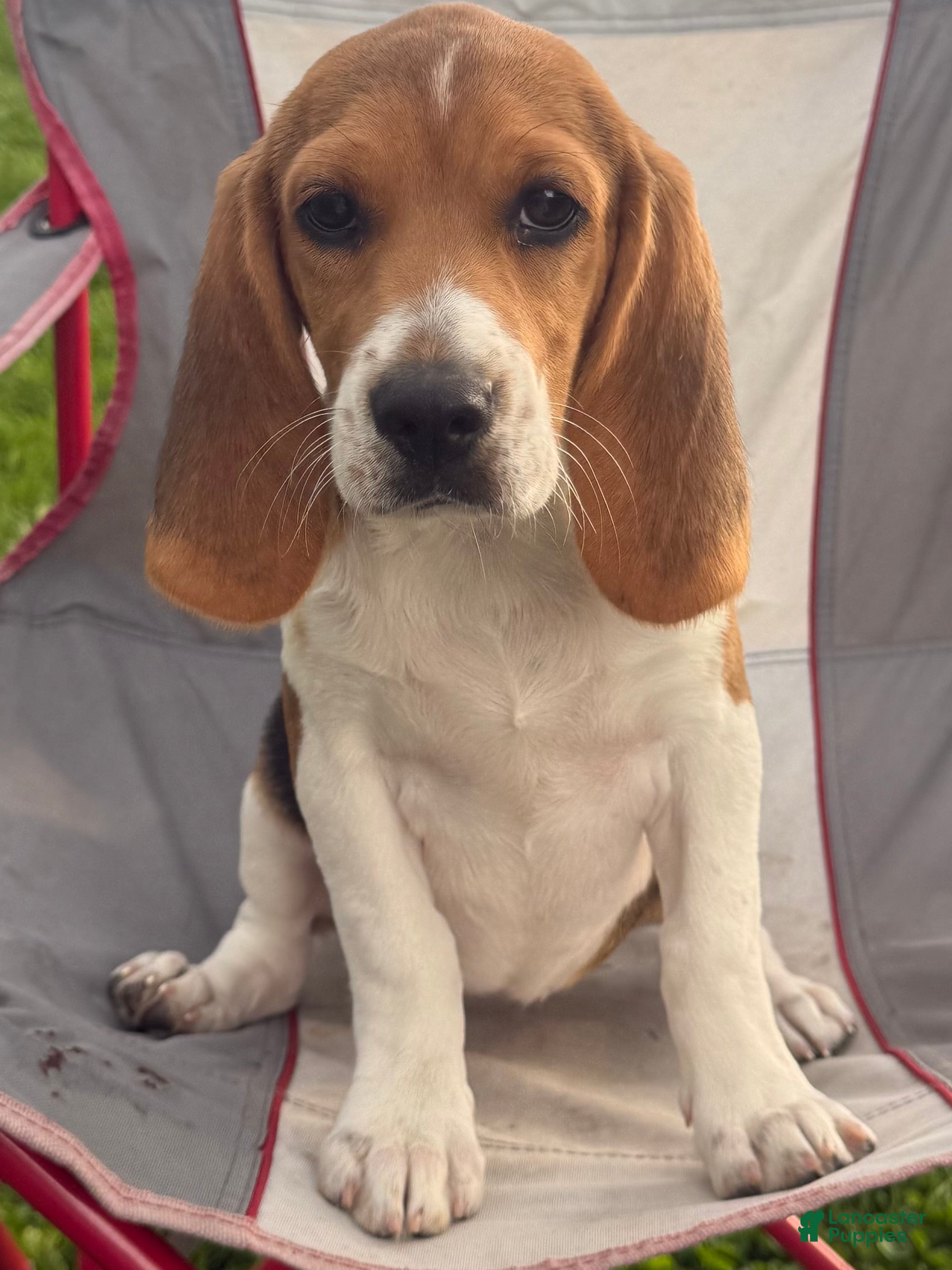 Beagle dogs Aspen - Ad 1