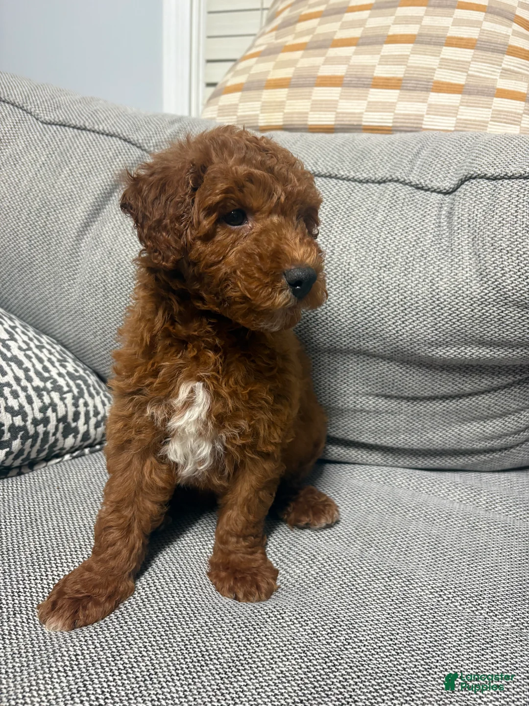 Mini Goldendoodle dogs for sale: Rusty - Ad 2