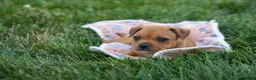 Staffordshire Bull Terrier dogs for sale: Marley 🌸🐾 - Ad 7