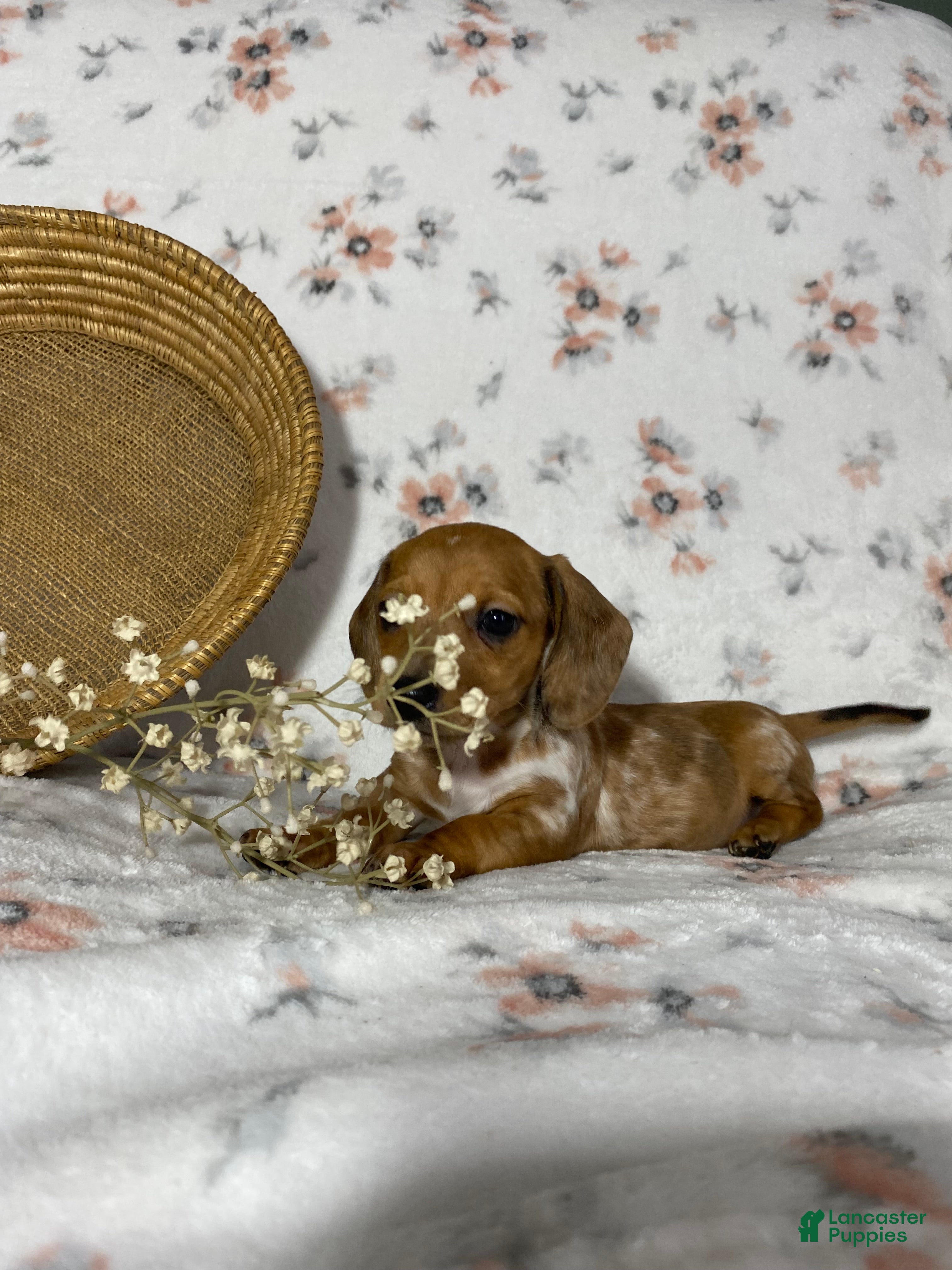 Miniature Dachshund dogs Miniature Dachshund Puppy 2 - Ad 1