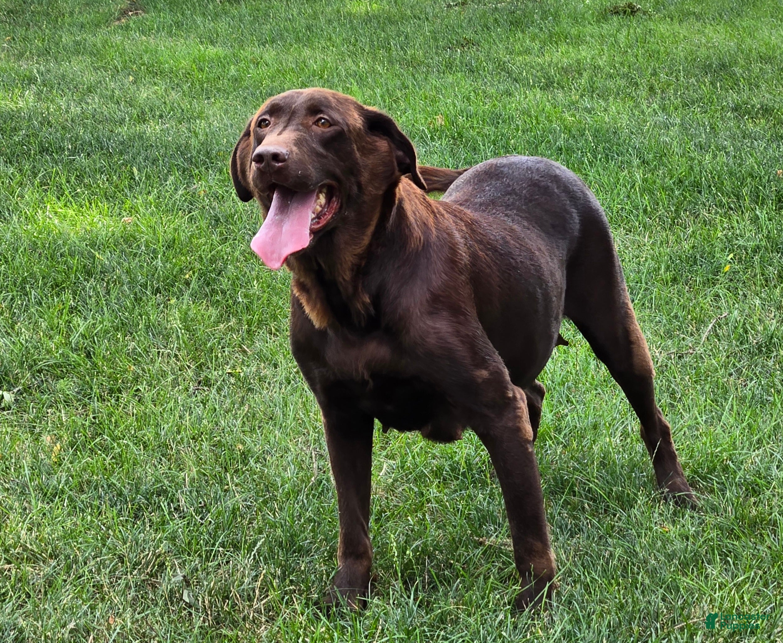Labrador Retriever dogs Labrador Retriever 1 - Ad 4