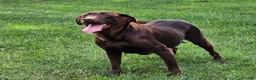 Labrador Retriever dogs for sale: Labrador Retriever 1 - Ad 1