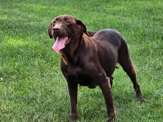 Labrador Retriever dogs Labrador Retriever 1 - Ad 4