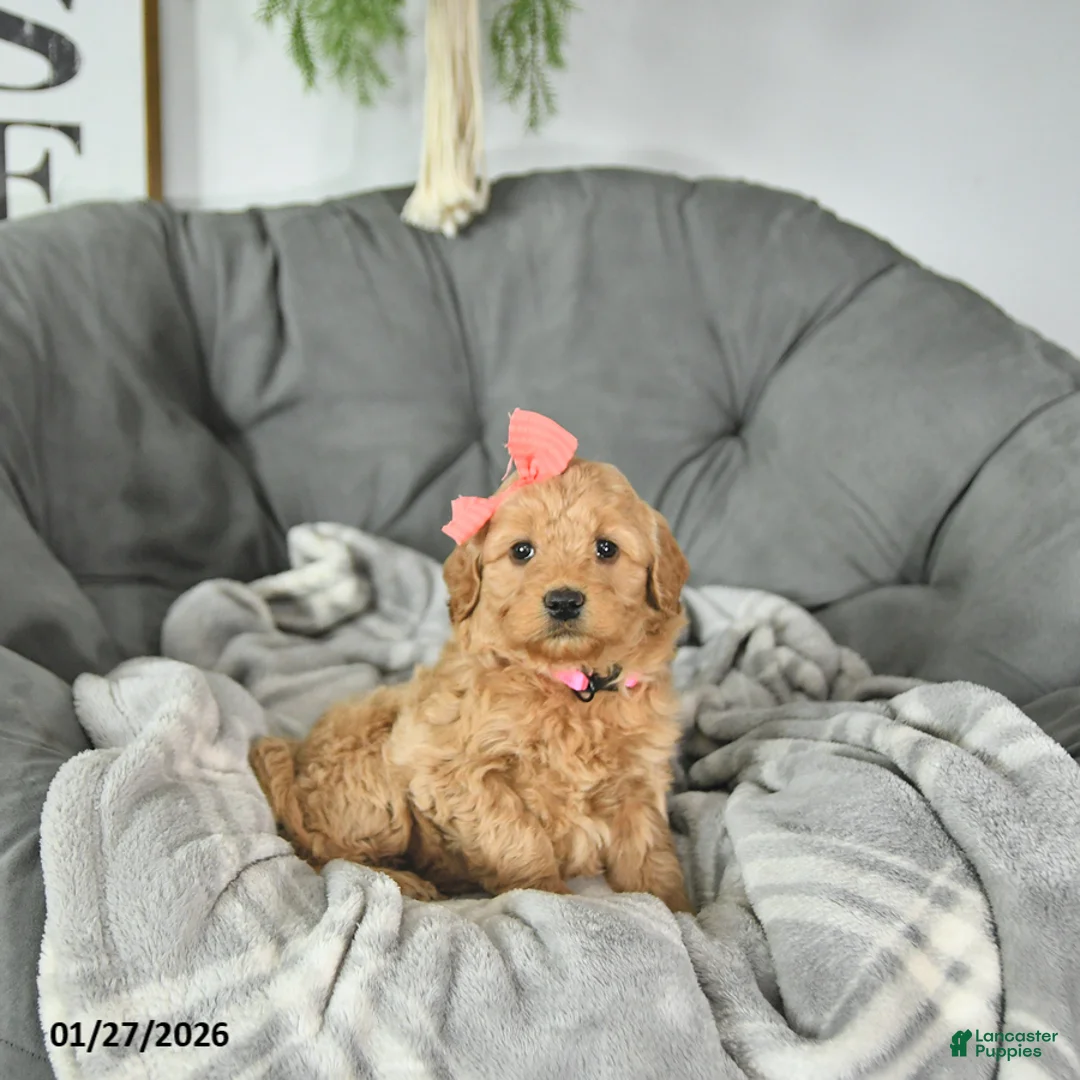 Mini Goldendoodle dogs for sale: Sweetheart - Ad 5