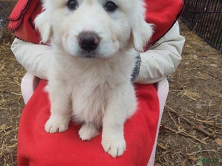 Great Pyrenees dogs Maude - Ad 21