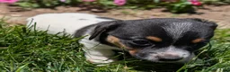 Jack Russell Terrier dogs for sale: King - Ad 5