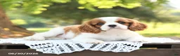 Cavalier King Charles Spaniel dogs for sale: Hoss - Ad 3