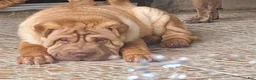Shar Pei dogs for sale: Sweet Fluffy Boy - Ad 3