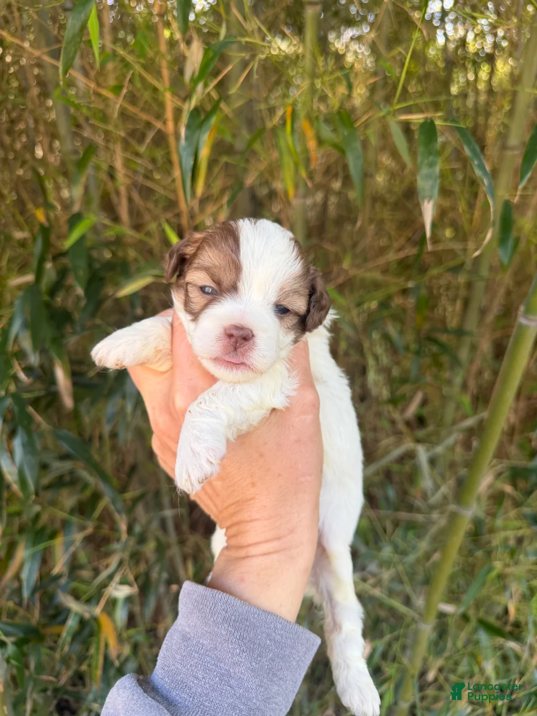 Shihpoo dogs for sale: Shihpoo Puppy 2 - Ad 1