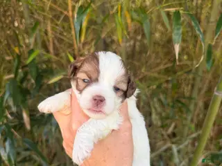 Shihpoo dogs Shihpoo Puppy 2 - Ad 1