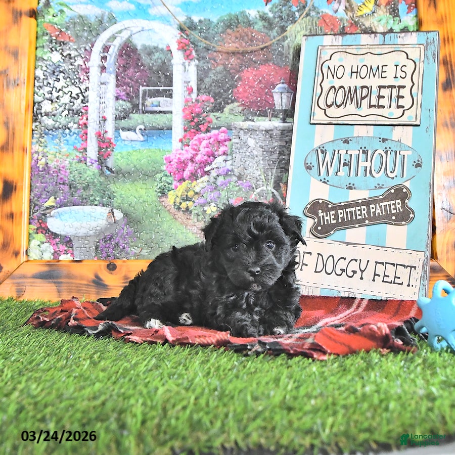 Maltipoo dogs Scout - Ad 1